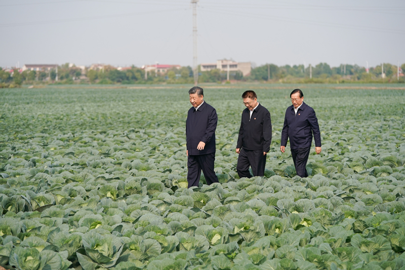 2024年11月5日，習近平總書記在湖北嘉魚潘家灣鎮(zhèn)十里蔬菜長廊考察。