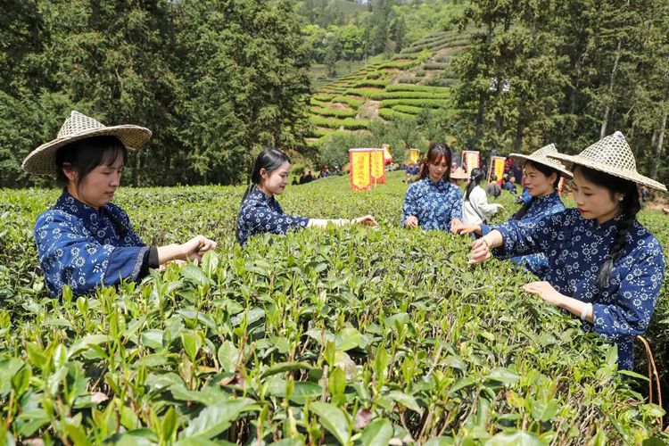 2025年4月13日，福建武夷山市星村鎮(zhèn)朝陽(yáng)村茶農(nóng)在生態(tài)茶園展示采茶。新華社發(fā)（邱汝泉 攝）