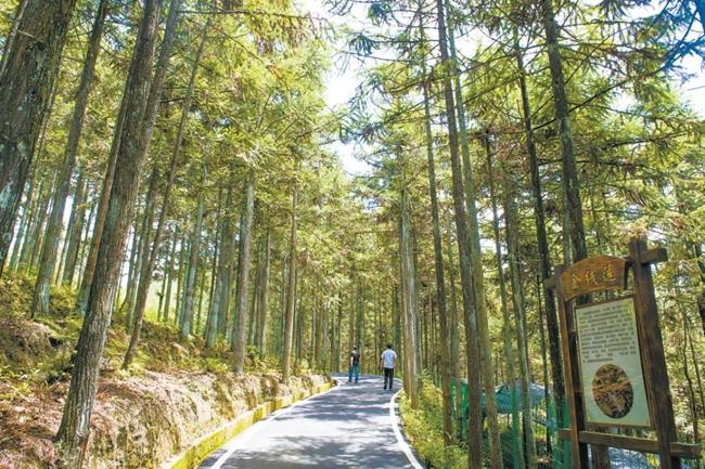 福建周寧縣黃振芳家庭林場。（圖源：央視新聞）