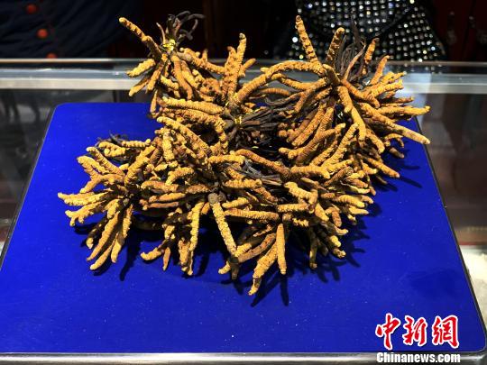 圖為冬蟲夏草?！O睿 攝