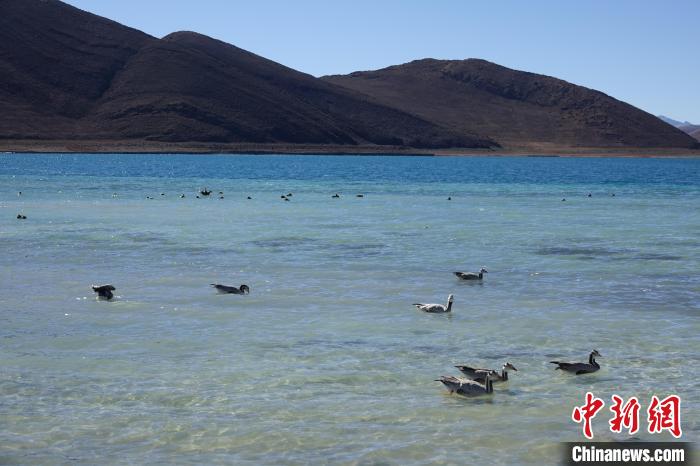 圖為過冬的候鳥在羊湖游弋?！∪轿木?攝
