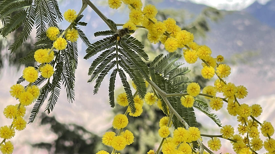 蜜蜂在金合歡花枝上休憩。