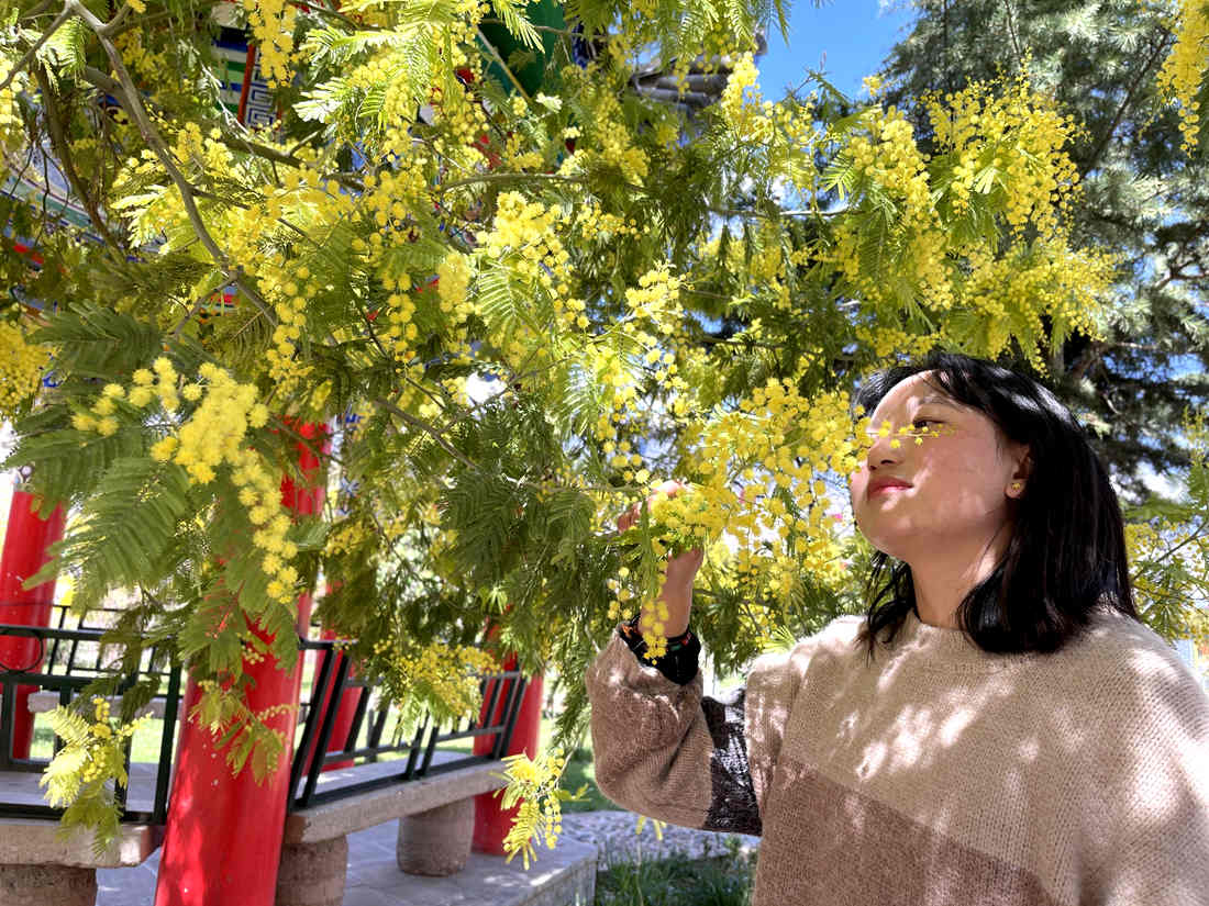 游客仔細(xì)觀賞黃絨絨的金合歡花。