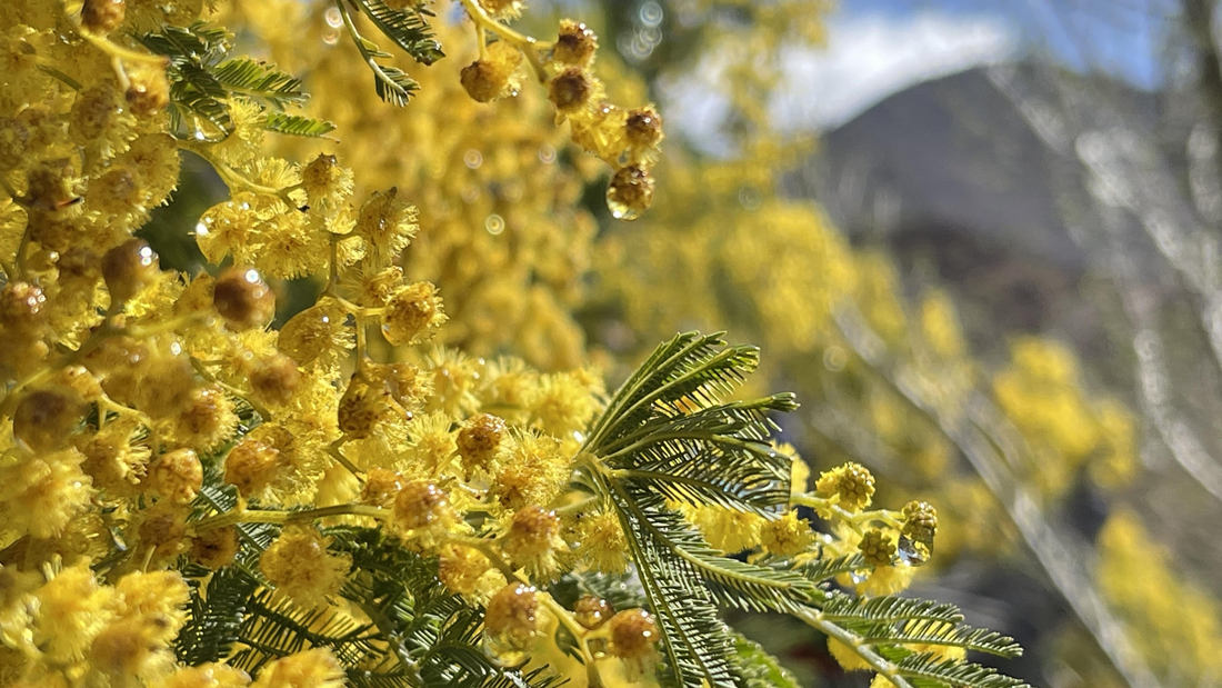 清晨帶著露珠的金合歡花。