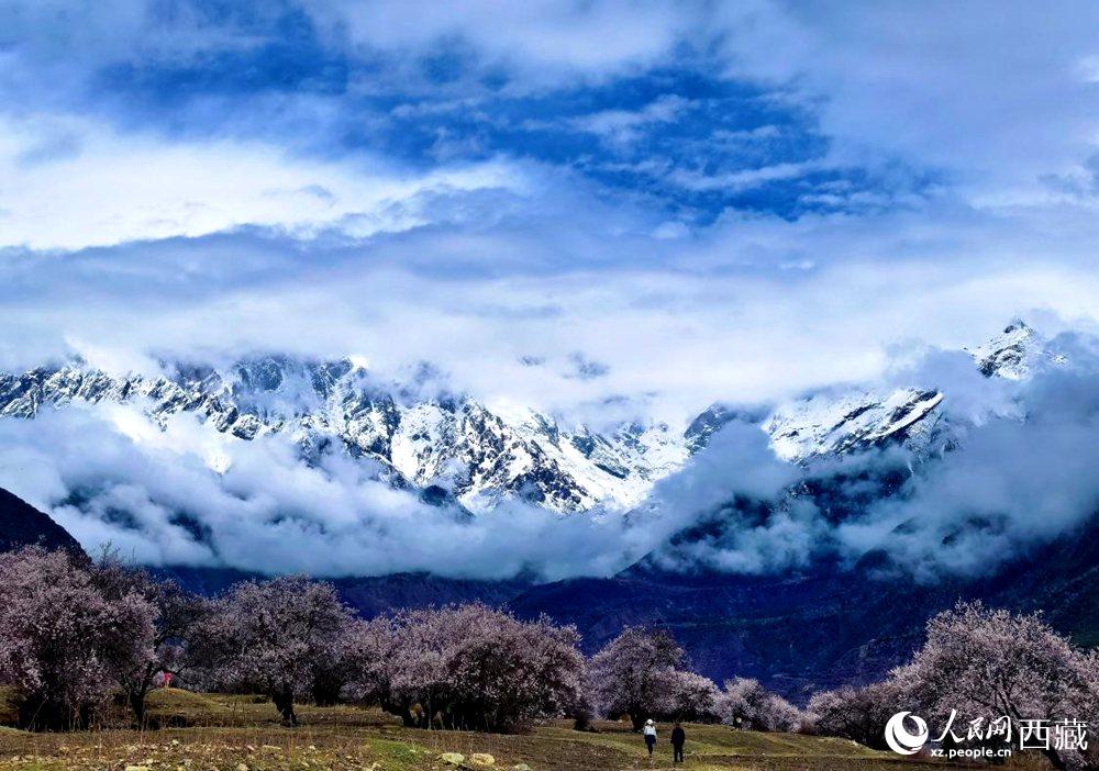 雪山下的桃花。人民網(wǎng) 李海霞攝