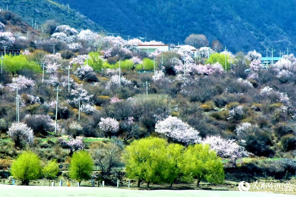 村莊掩映在桃花林中。人民網(wǎng) 李海霞攝