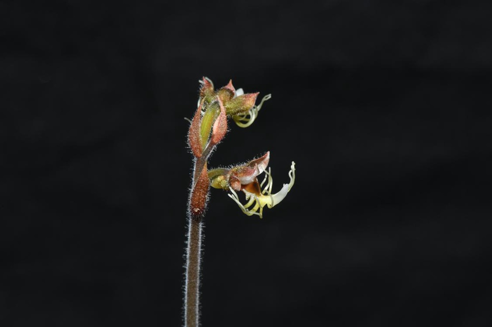 墨脫金線蘭。金效華攝