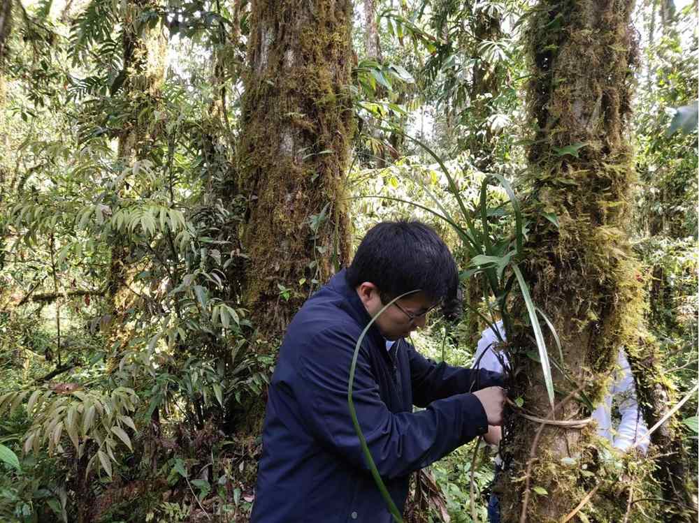 蘭花歸野。圖片由山水自然保護中心提供