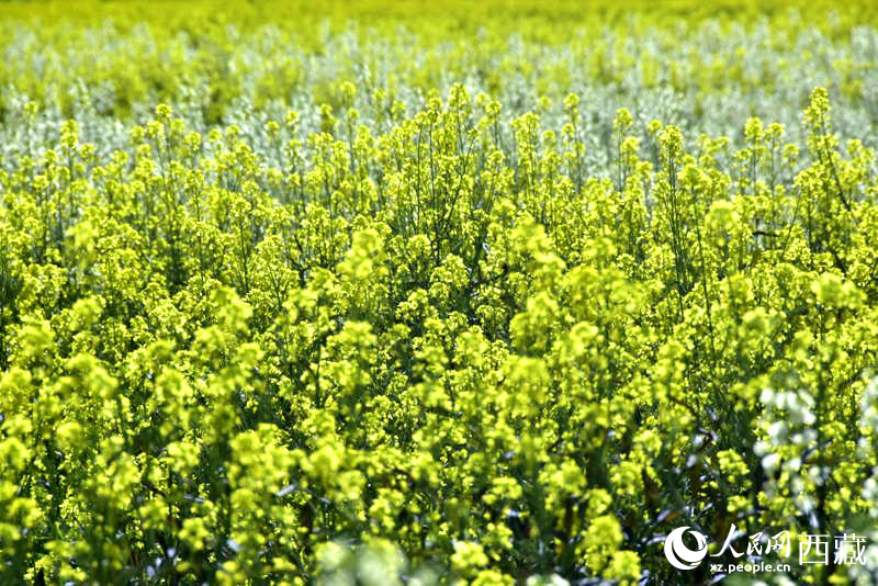 盛開的小油菜花。人民網(wǎng) 李海霞攝