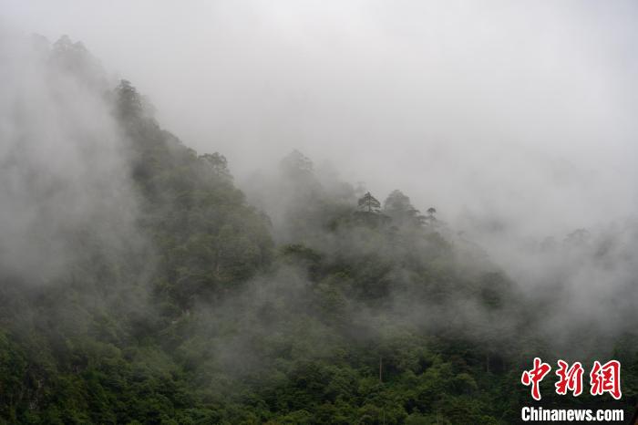 雨后勒布溝的云霧?！〗w波 攝