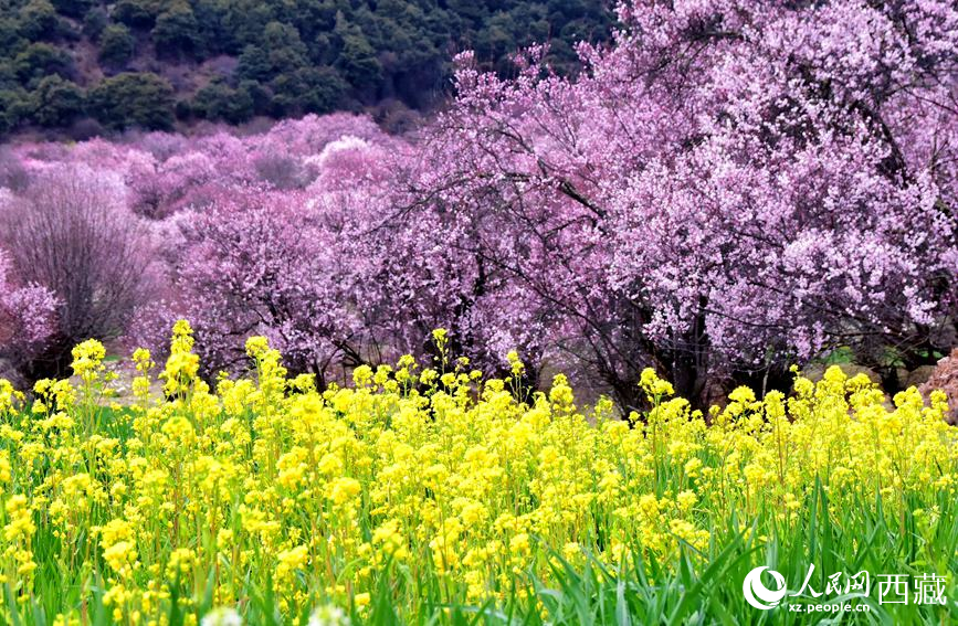 桃花與油菜花勾勒出別樣風(fēng)景。 人民網(wǎng) 李海霞攝