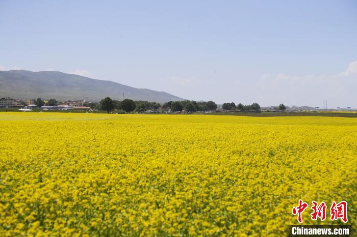 圖為青海湖畔油菜花海?！●R銘言 攝