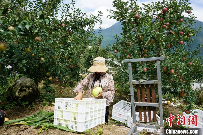 郭洪強(qiáng)的老伴正在給蘋果裝箱?！∽g 攝