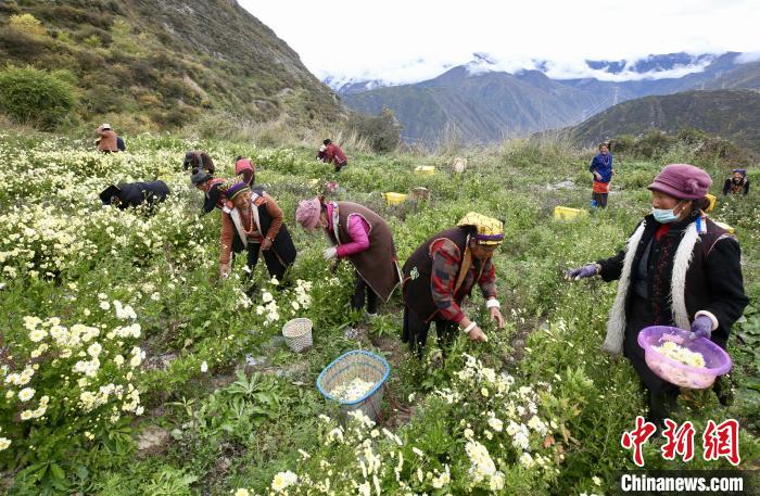 “落戶”黑水的杭白菊。桐鄉(xiāng)市宣傳部提供