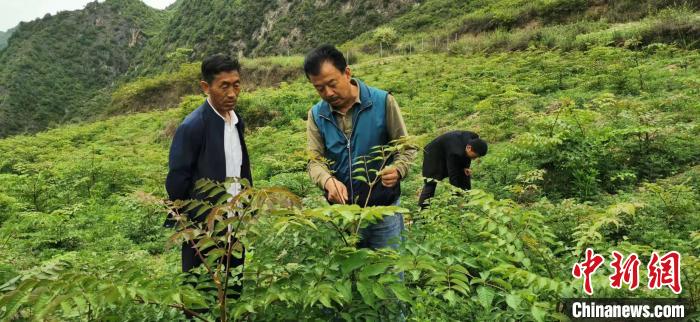 圖為張金利調(diào)研適合阿拉村種植的農(nóng)作物，經(jīng)過(guò)不斷改良技術(shù)后，產(chǎn)量大大提高。(資料圖)甘肅省水利廳供圖