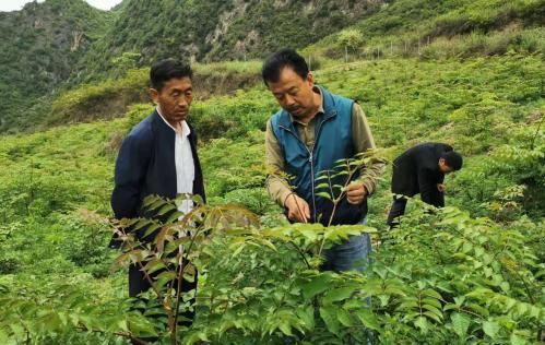 圖為張金利調(diào)研適合阿拉村種植的農(nóng)作物，經(jīng)過(guò)不斷改良技術(shù)后，產(chǎn)量大大提高。(資料圖)甘肅省水利廳供圖