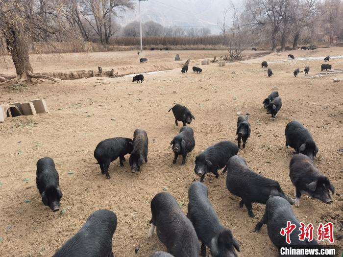 圖為藏香豬?！∑钤鲚?攝