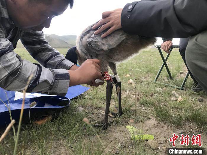 圖為研究人員為黑頸鶴佩戴GPS跟蹤設(shè)備。祁連山國(guó)家公園青海省管理局供圖