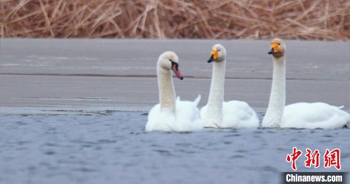 圖為疣鼻天鵝與大天鵝?！∏嗪夜珗@觀鳥協(xié)會供圖 攝
