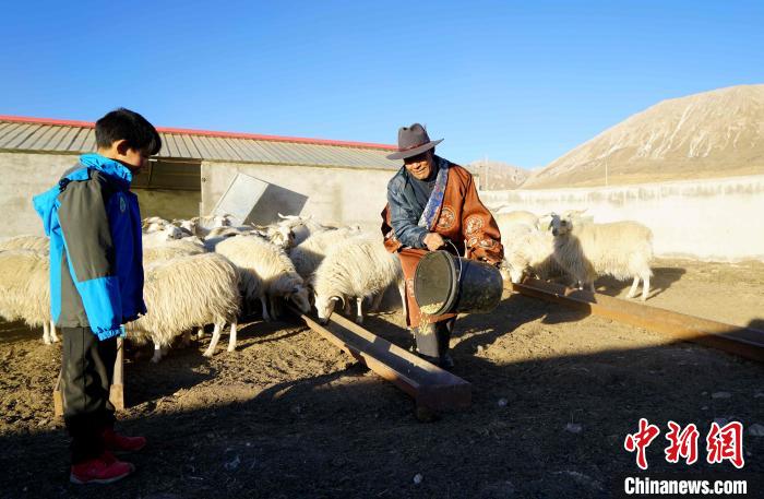 圖為哇保和孫子正在喂羊?！〔彭?xiàng)什姐 攝