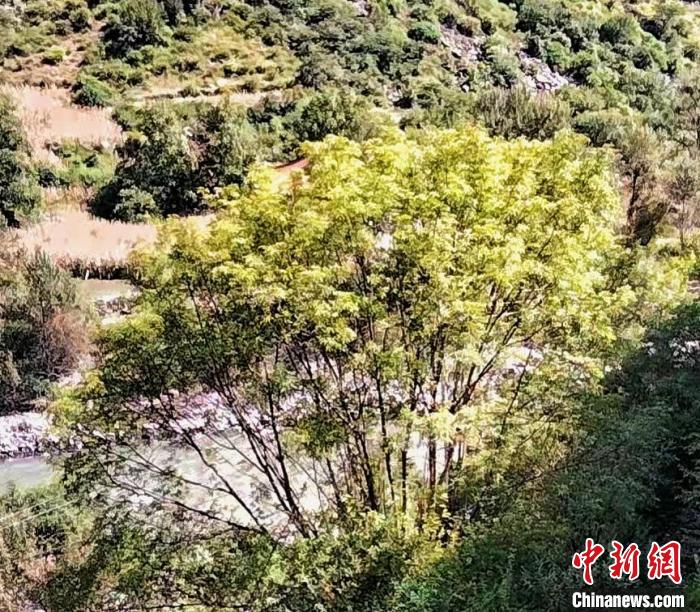 四川康定普沙絨境內發(fā)現珍稀瀕危植物五小葉槭