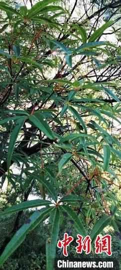 被稱為植物界“大熊貓”的五小葉槭植物。　康定市委宣傳部供圖