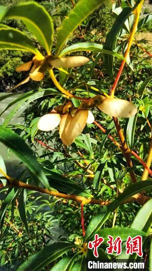 康定沙絨鄉(xiāng)境內發(fā)現的五小葉槭植物?！】刀ㄊ形麄鞑抗﹫D