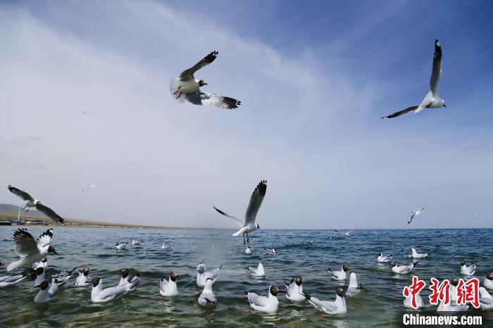 圖為水鳥在青海湖飛翔?！●R銘言 攝