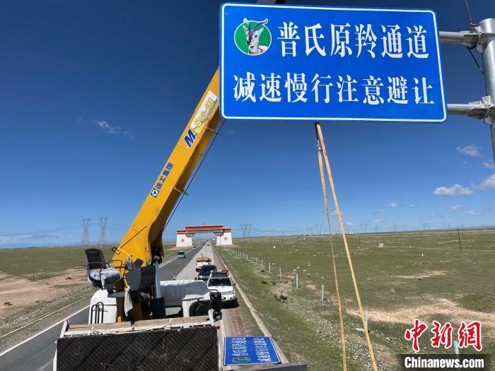 圖為青海省海北州剛察縣設(shè)立的普氏原羚通道警示牌?！∏嗪Ｊ『１敝萑嗣駲z察院供圖