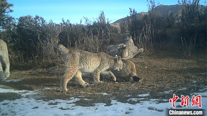 圖為紅外相機拍攝到的猞猁?！∑钸B山國家公園青海省管理局供圖