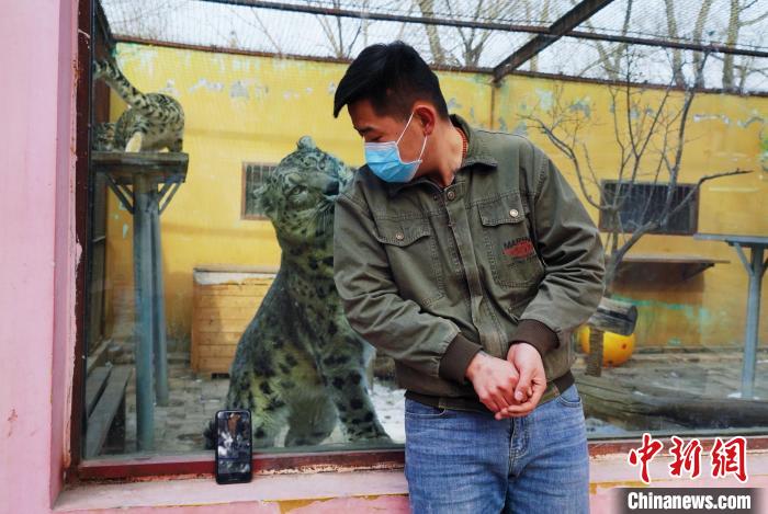 圖為雪豹“奶爸”史壽軍直播休息時與雪豹互動。　馬銘言 攝