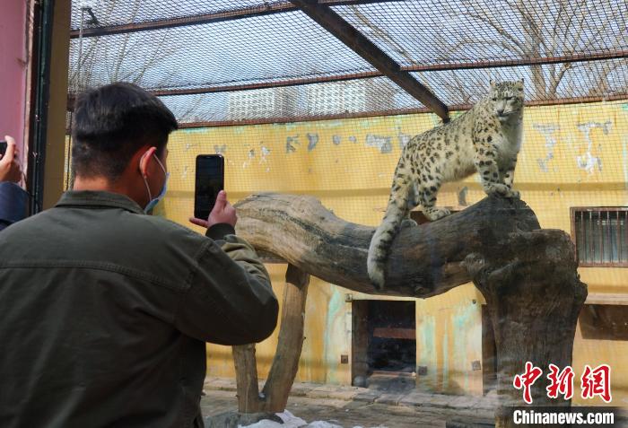 圖為雪豹“奶爸”史壽軍正在直播?！●R銘言 攝