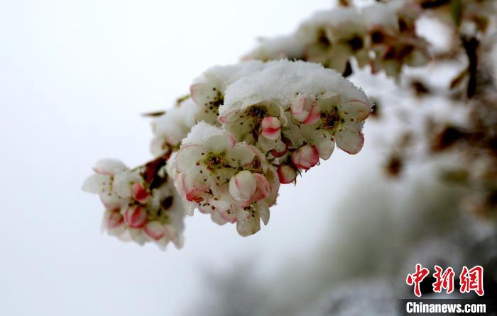 花兒被冰雪覆蓋?！±钣腊?　攝