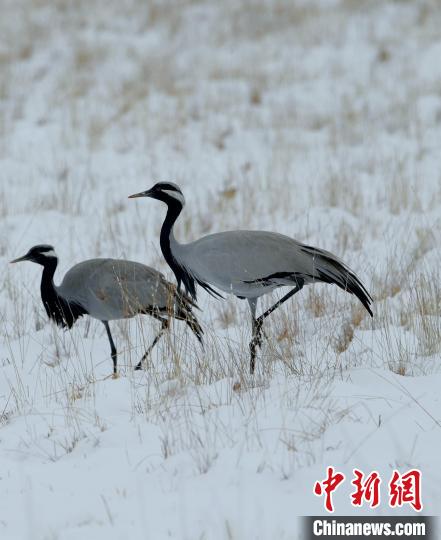 在若爾蓋濕地的蓑羽鶴?！∩袞|機(jī) 攝