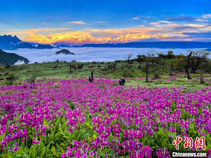 春天的牛背山花海?！∮稳仄?攝