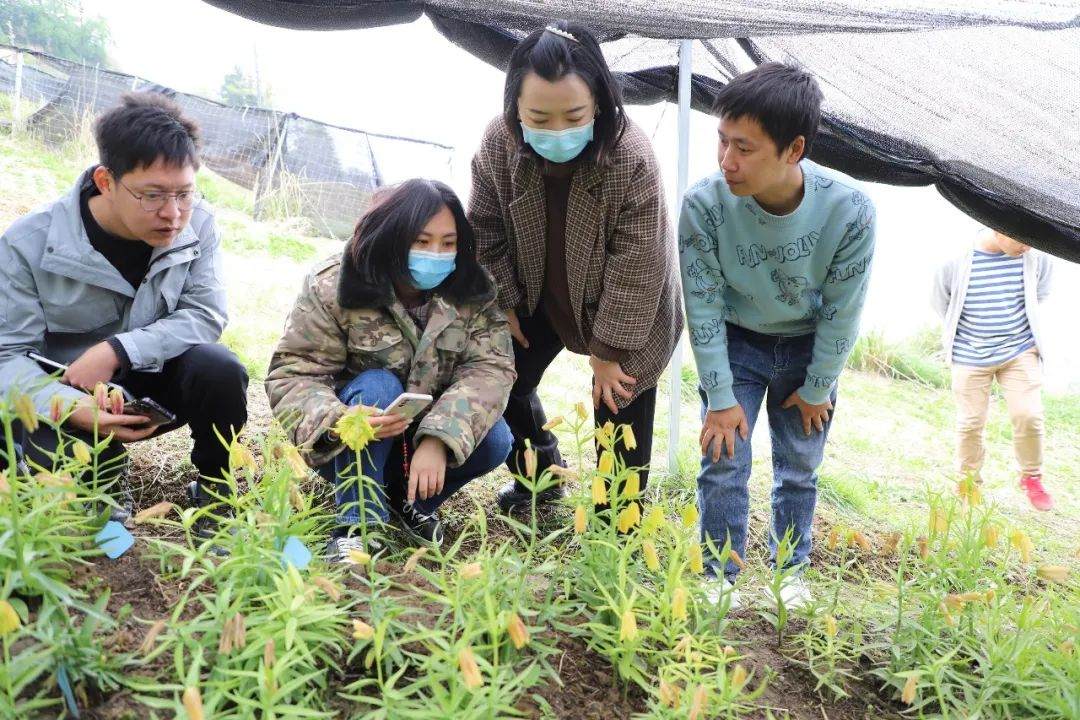 彭州對(duì)口支援工作組隊(duì)項(xiàng)目組查看瓦布貝母種植情況。彭州市宣傳部供圖