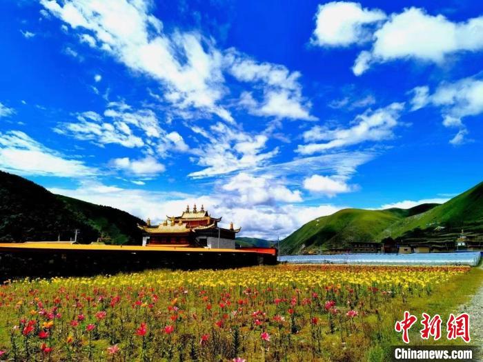 近百畝百合花競(jìng)相開(kāi)放，景色誘人?！∪捞量h委宣傳部供圖