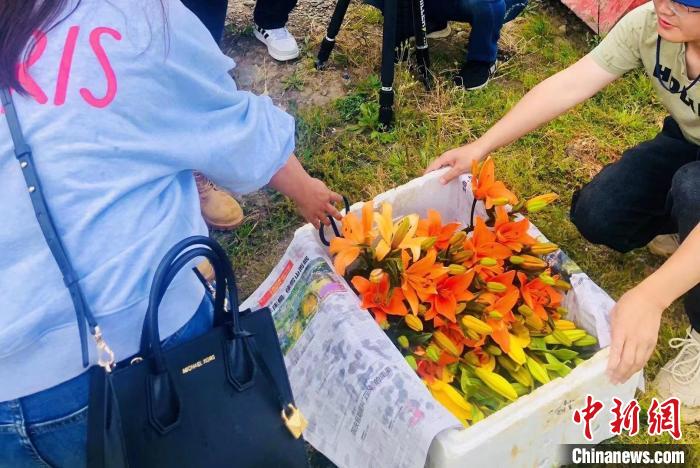 村民采摘百合花?！∪捞量h委宣傳部供圖