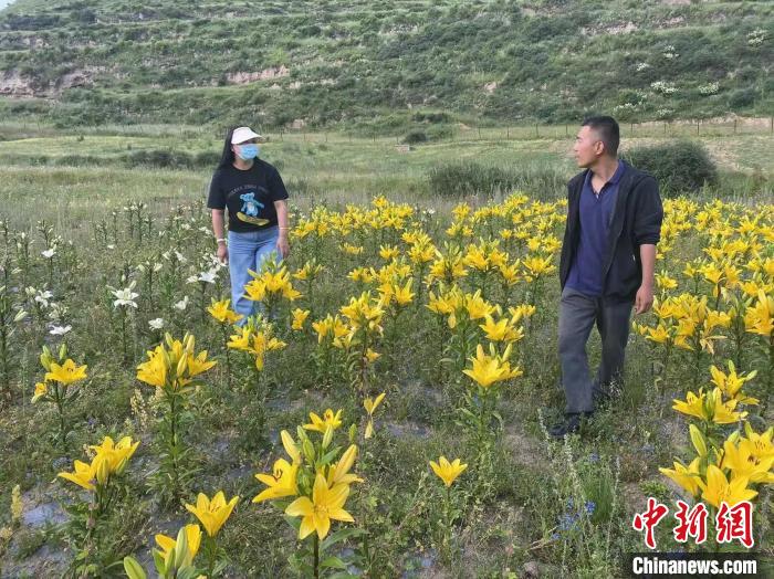 村民采摘百合花。　壤塘縣委宣傳部供圖
