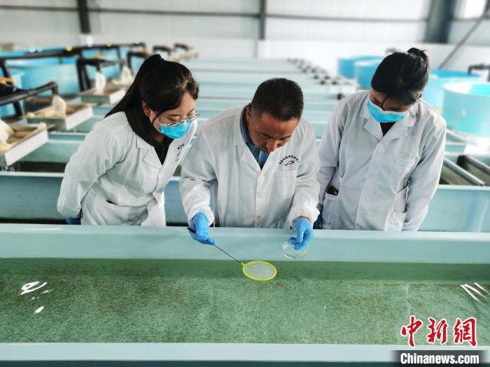 圖為工作人員檢查魚(yú)苗?！?zhí)砀?攝