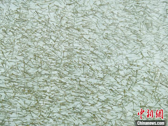 圖為密集培育的魚(yú)苗?！?zhí)砀?攝