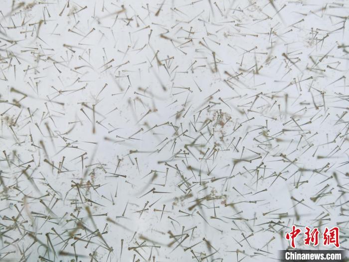 圖為魚(yú)苗?！?zhí)砀?攝