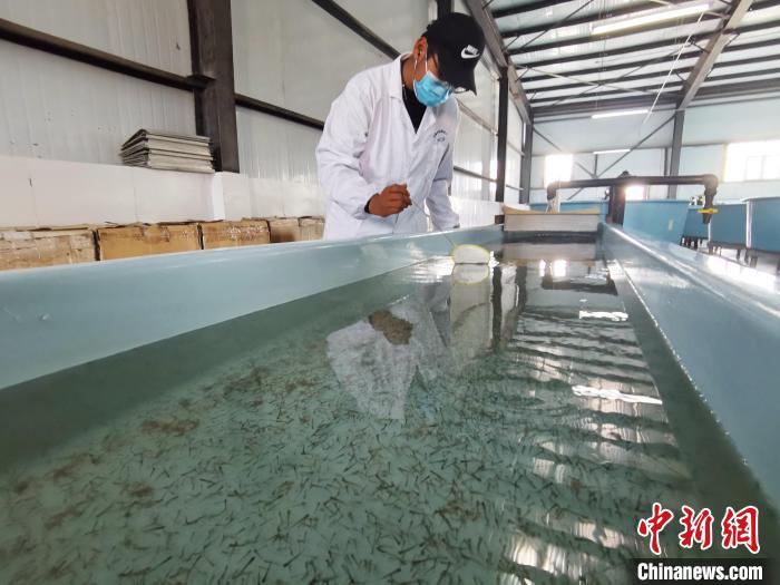 圖為工作人員檢查魚(yú)苗?！?zhí)砀?攝