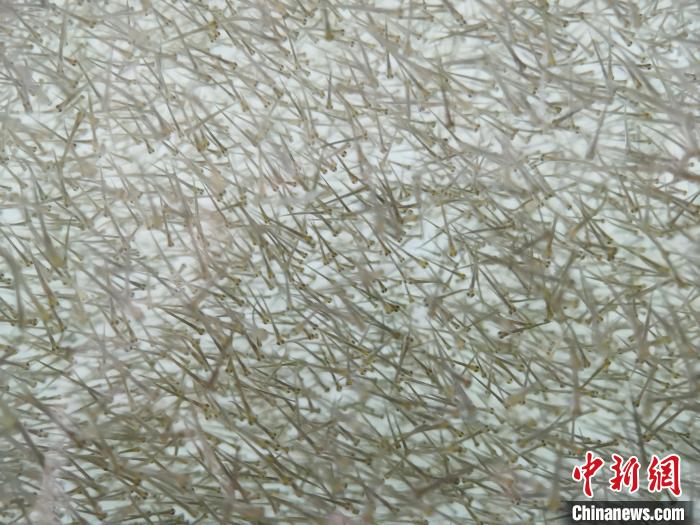 圖為密集分布的魚(yú)苗?！?zhí)砀?攝