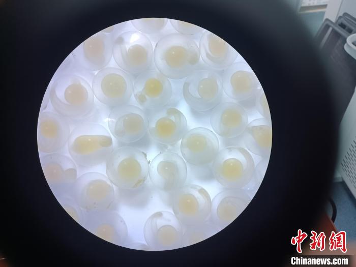 圖為顯微鏡下的魚(yú)卵?！∏嗪：沲幘茸o(hù)中心 供圖