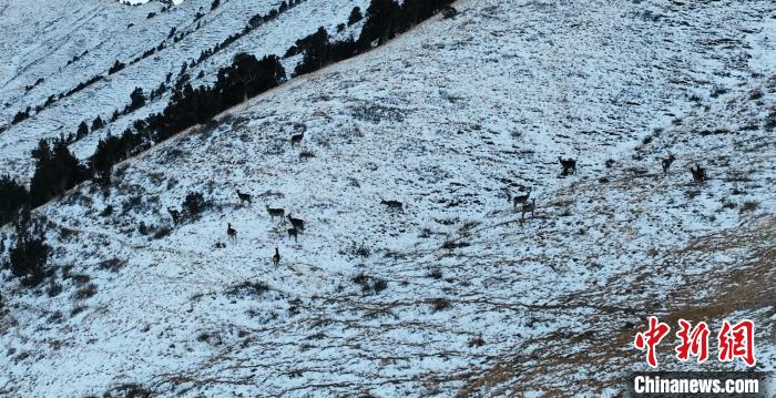 圖為巖羊和馬鹿集體在雪地里休憩?！《继m縣融媒體中心 供圖