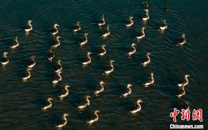 圖為湖中的野生鳥類。　何啟金 攝