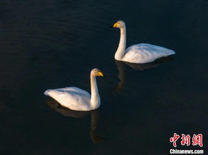 圖為兩只天鵝在湖中游蕩?！『螁⒔?攝