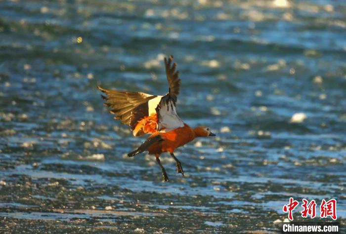圖為赤麻鴨貼著水面飛行?！“兹斩〔冀?攝
