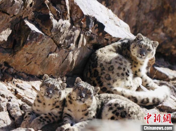 青海都蘭：雪豹、兔猻等多種珍稀野生動(dòng)物亮相